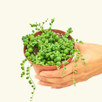 Small String of Pearls Succulent (Senecio rowleyanus)