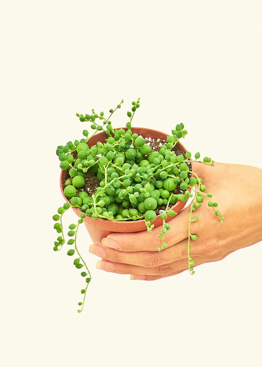 Small String of Pearls Succulent (Senecio rowleyanus)