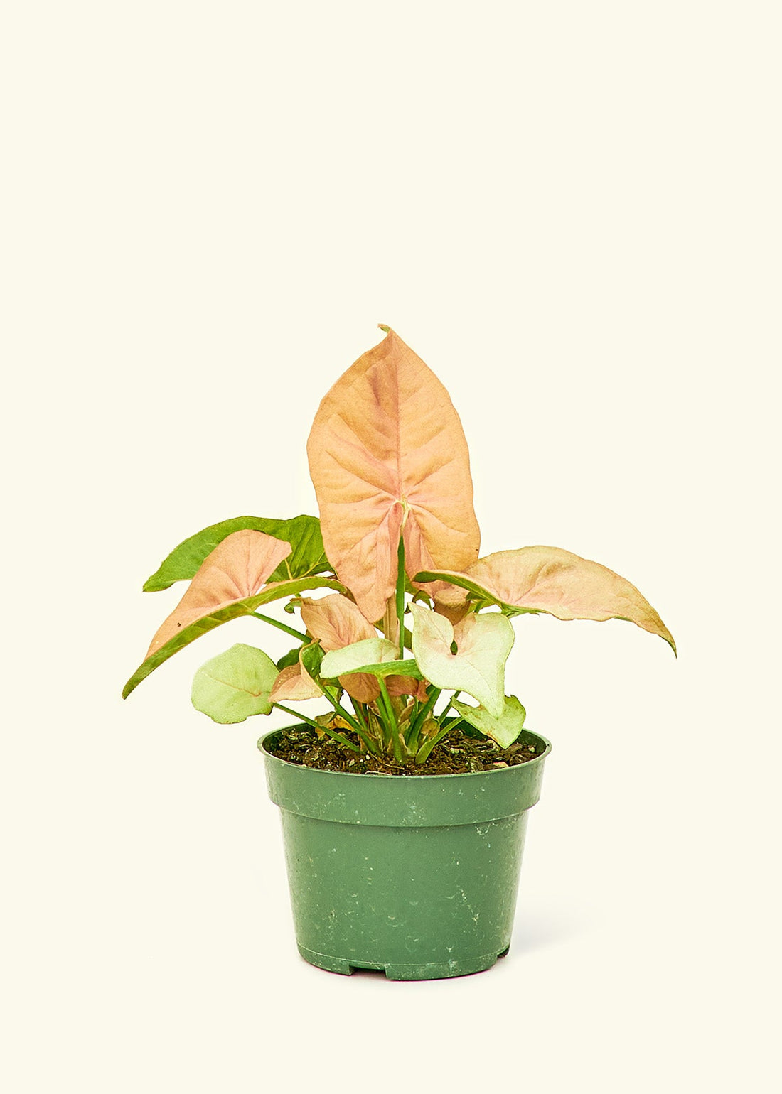 Small Pink Arrowhead in a grow pot