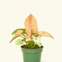 Small Pink Arrowhead in a grow pot