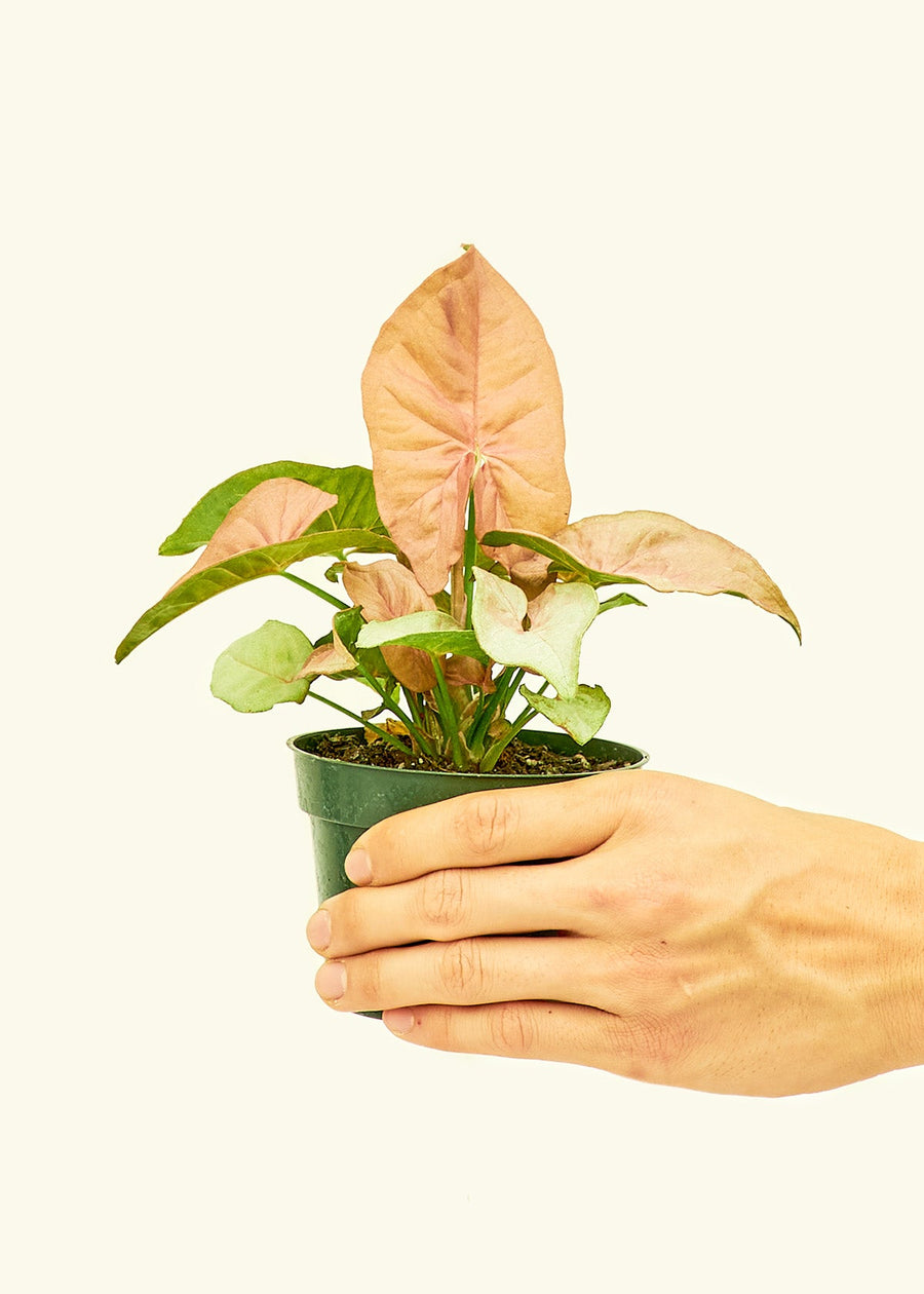 Small Pink Arrowhead in a grow pot