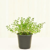 Thyme 4-Pack Plant Rooted 