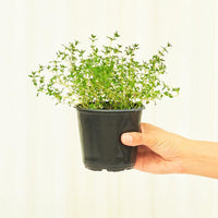 Thyme 4-Pack Plant Rooted 