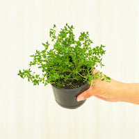 Thyme 4-Pack Plant Rooted 