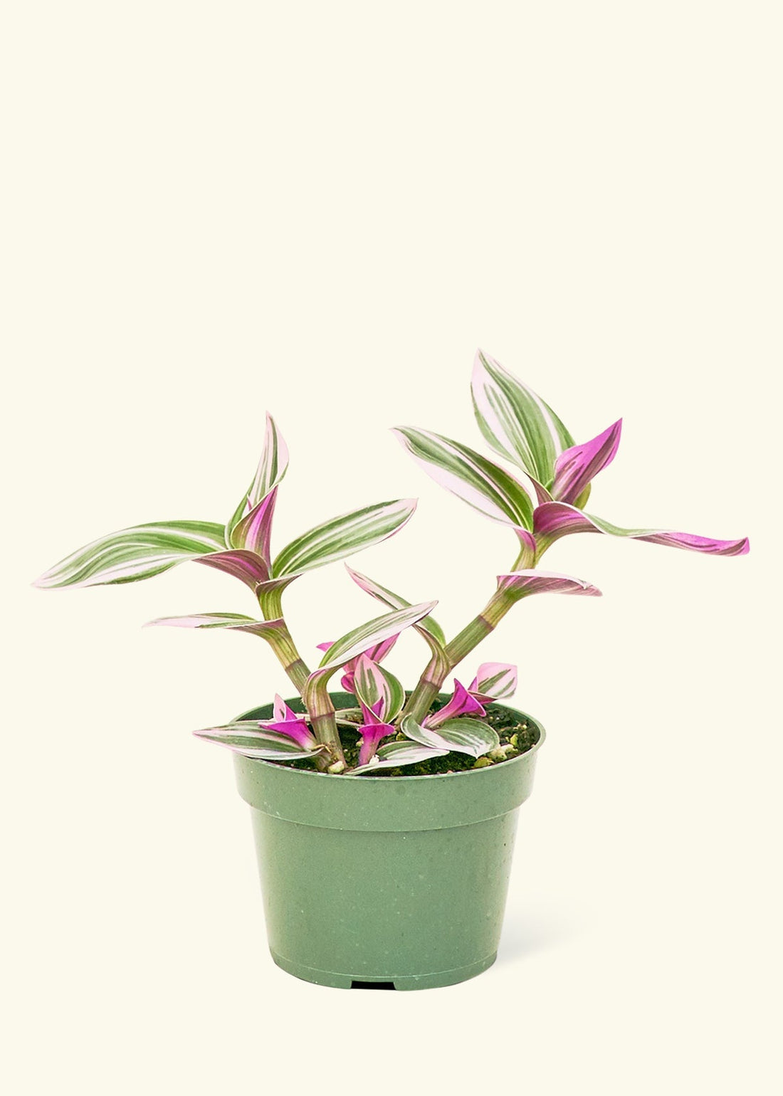 Small Tradescantia Nanouk (Tradescantia albiflora &