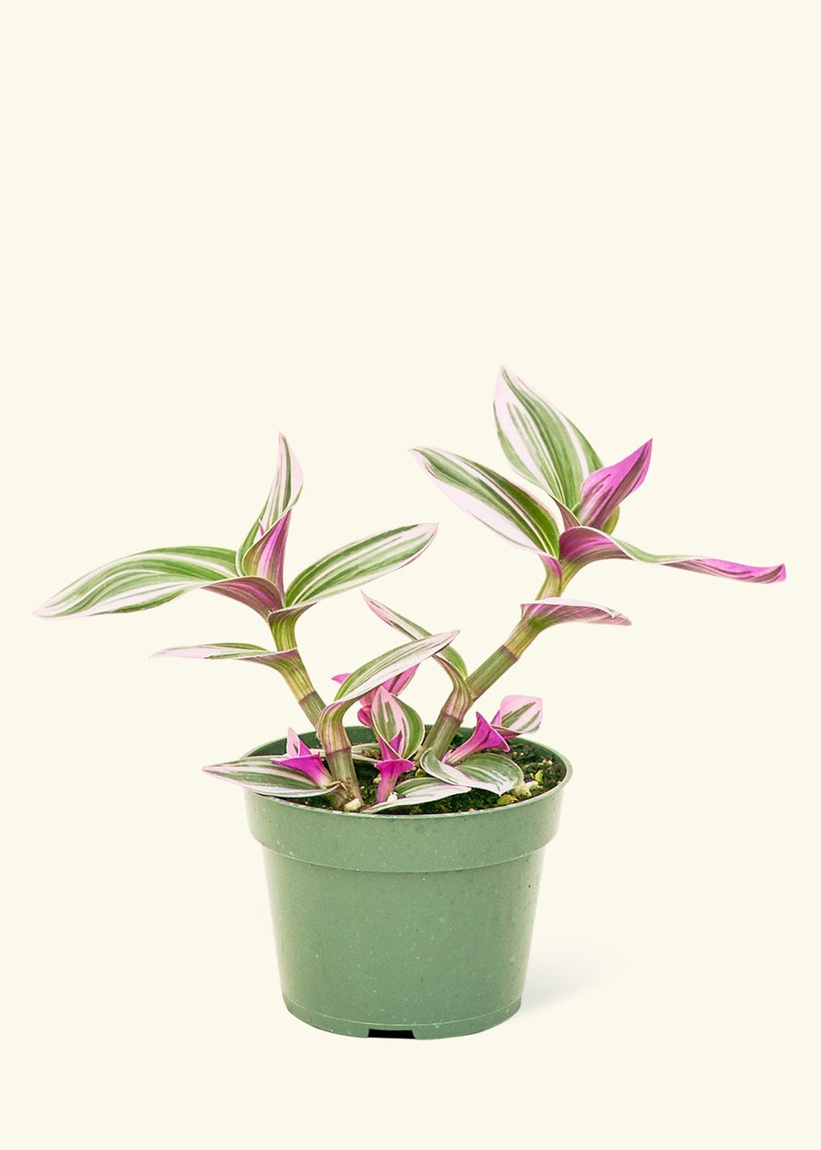 Small Tradescantia Nanouk (Tradescantia albiflora 'nanouk') in a grow pot.