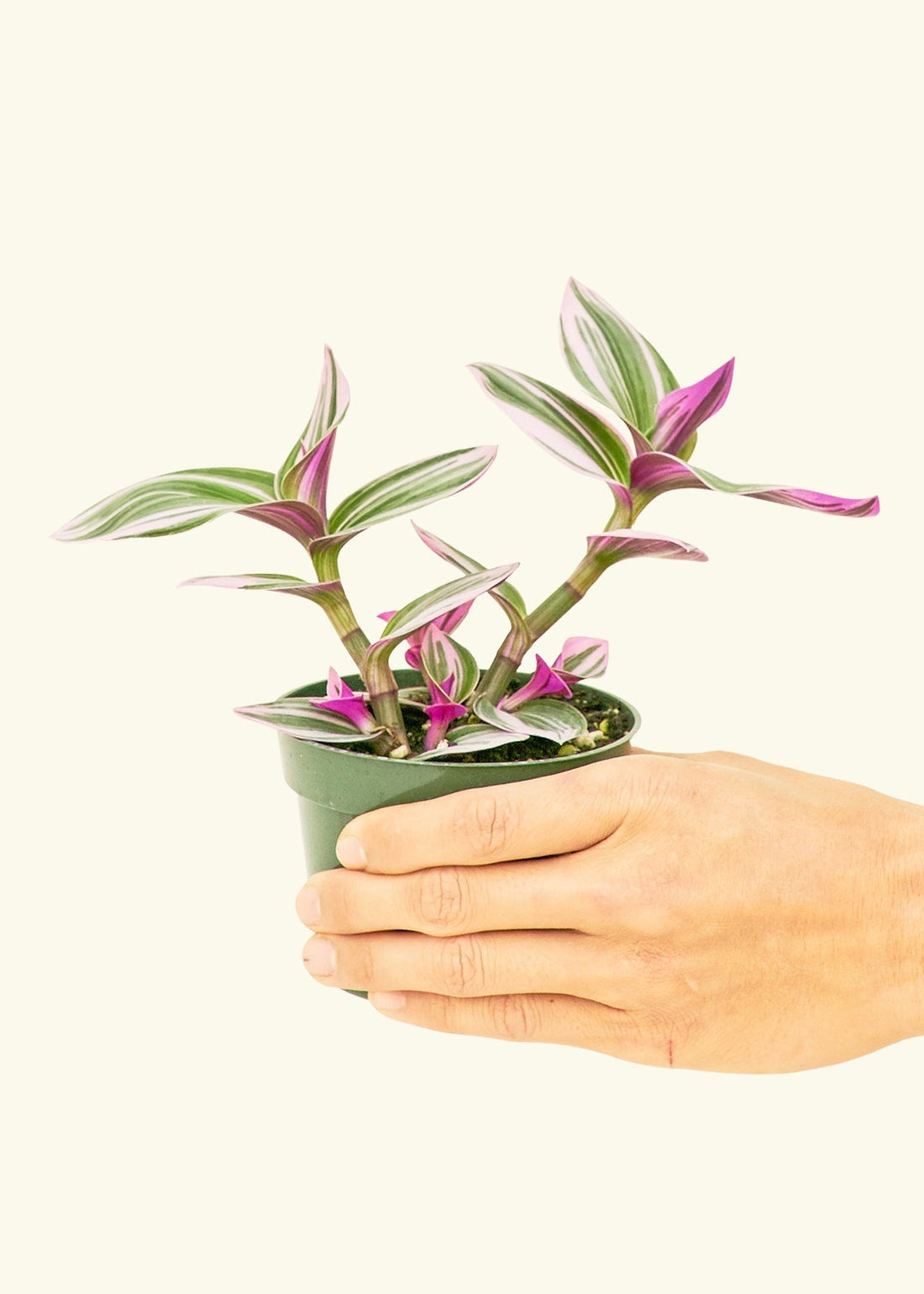 Small Tradescantia Nanouk (Tradescantia albiflora &