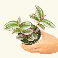 Small Tradescantia Nanouk (Tradescantia albiflora 'nanouk') in a grow pot.