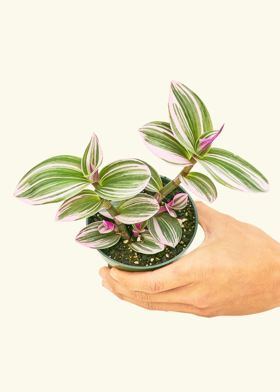 Small Tradescantia Nanouk (Tradescantia albiflora 'nanouk') in a grow pot.