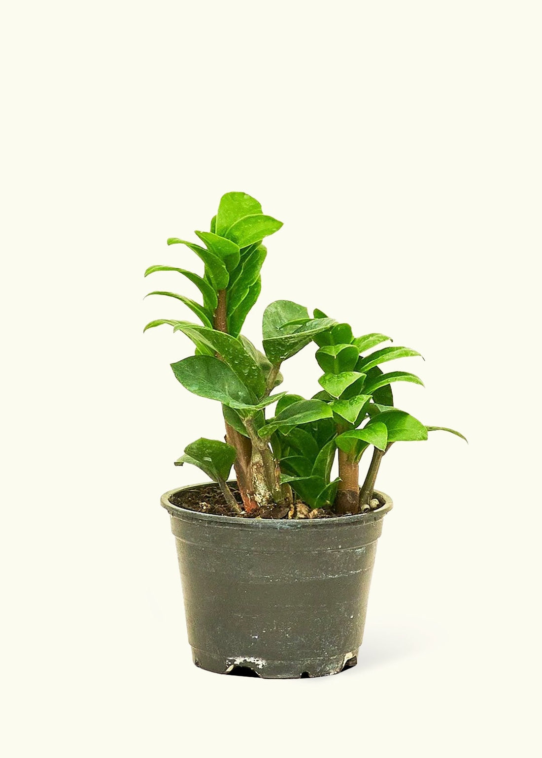 Small Zenzi ZZ Plant (Zamioculcas zamiifolia &