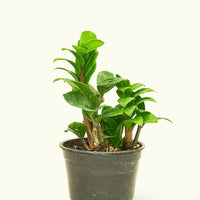 Small Zenzi ZZ Plant (Zamioculcas zamiifolia 'Zenzi') in a grow pot.