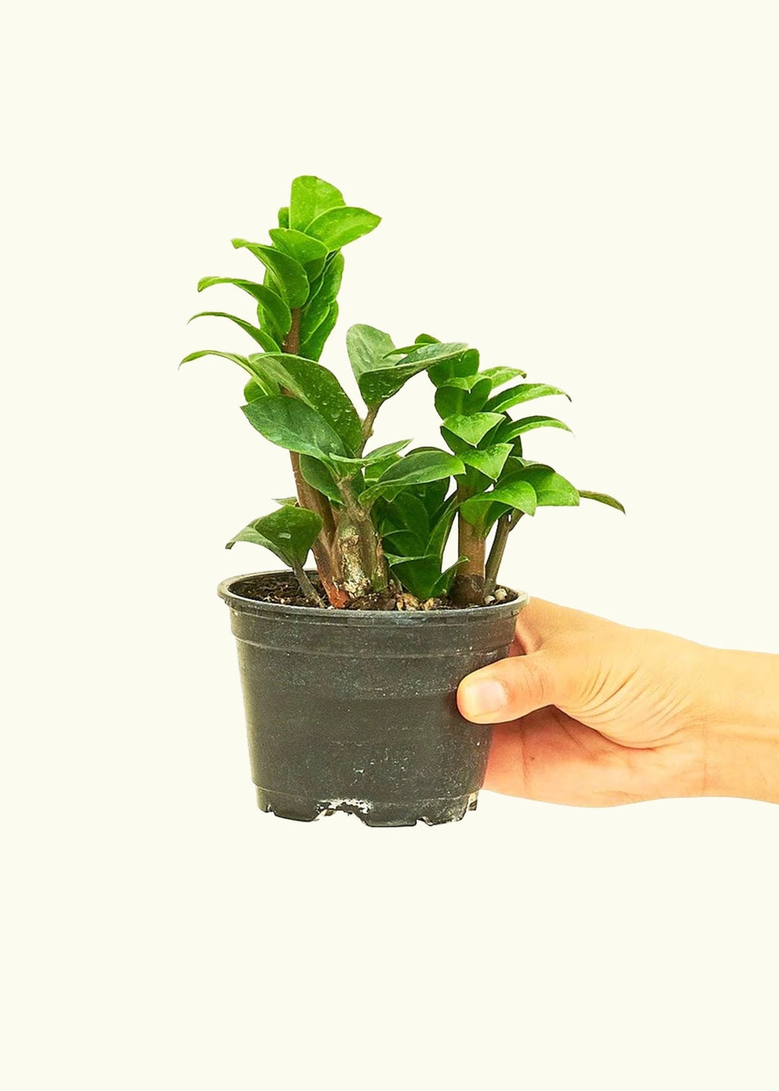 Small Zenzi ZZ Plant (Zamioculcas zamiifolia &