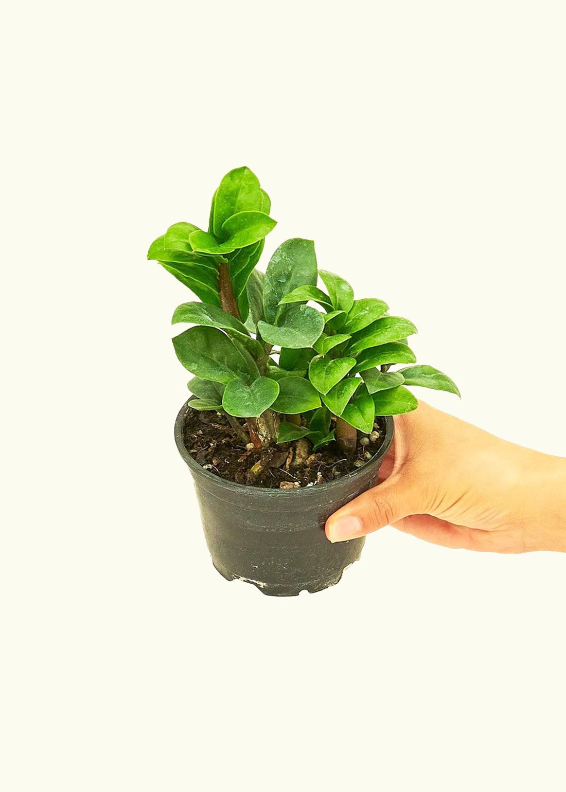 Small Zenzi ZZ Plant (Zamioculcas zamiifolia &