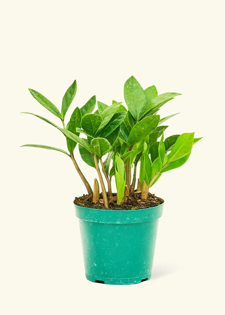 Small ZZ Plant (Zamioculcas zamiifolia) in a grow pot.