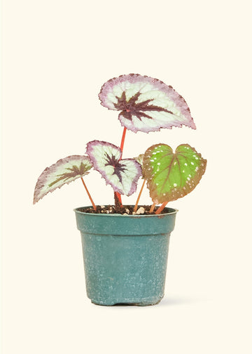 Small Begonia 'Fire Woman' in a grow pot.