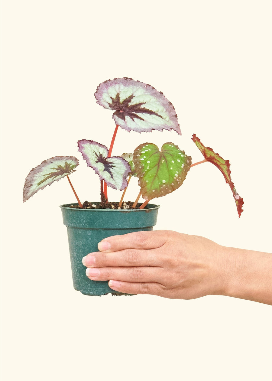 Small Begonia 'Fire Woman' in a grow pot.