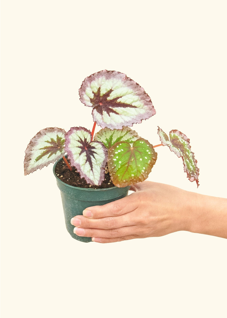 Small Begonia 'Fire Woman' in a grow pot.