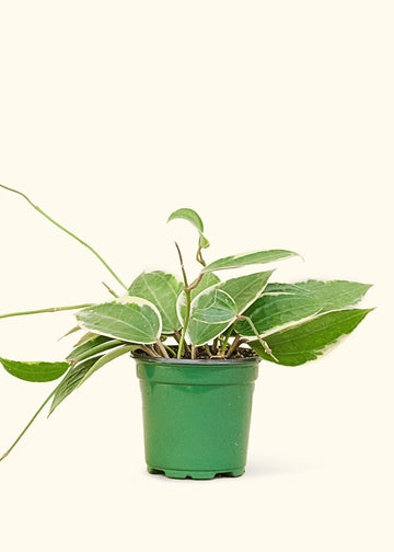 Medium Hoya 'Macrophylla' (Hoya 'Macrophylla') in grow pot