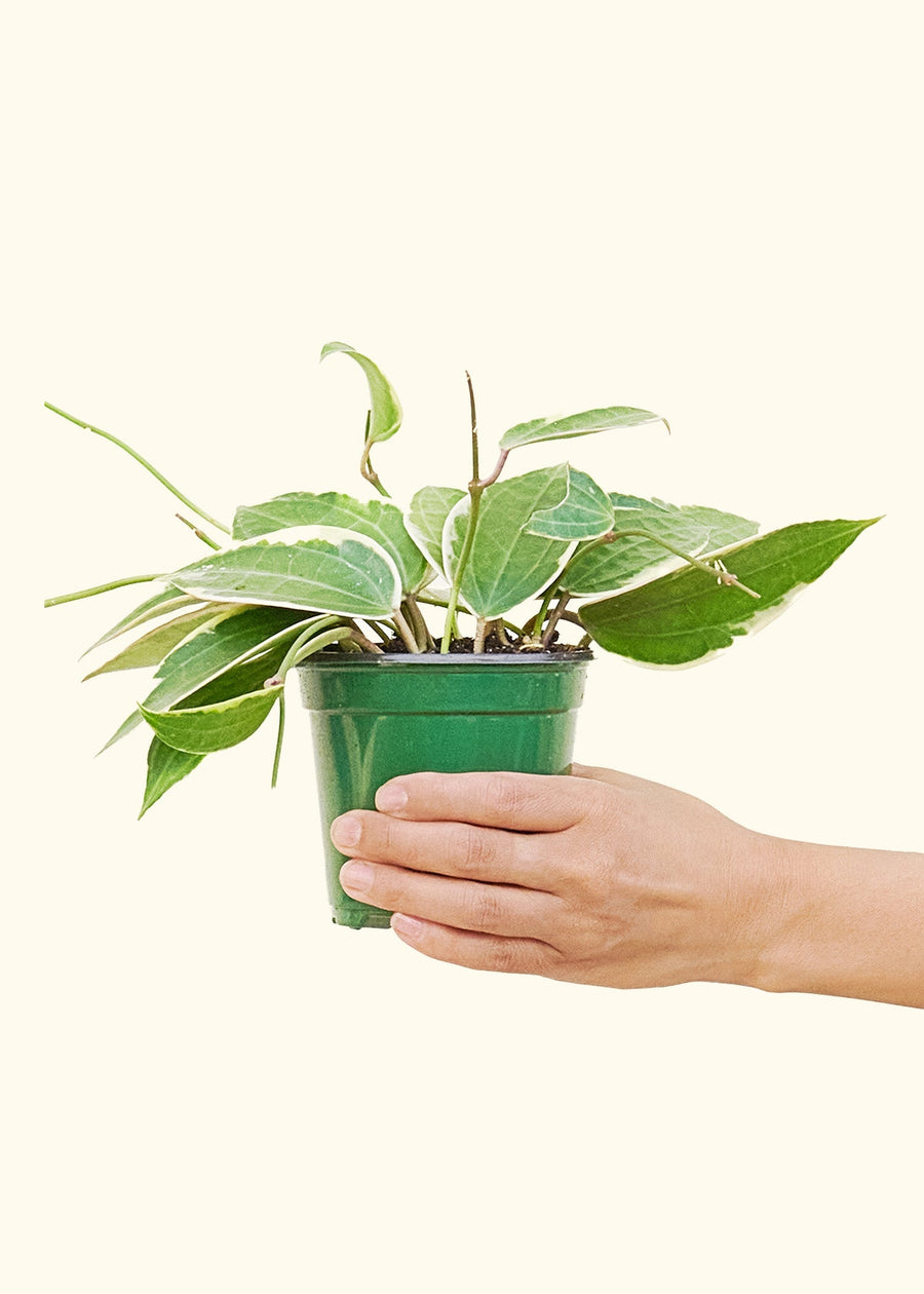 Small Hoya 'Macrophylla' (Hoya 'Macrophylla')