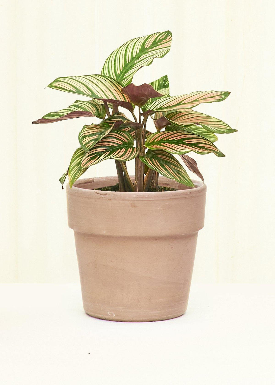 Terracotta Perfetto Cache Pot Planter Deroma Graphite SM 