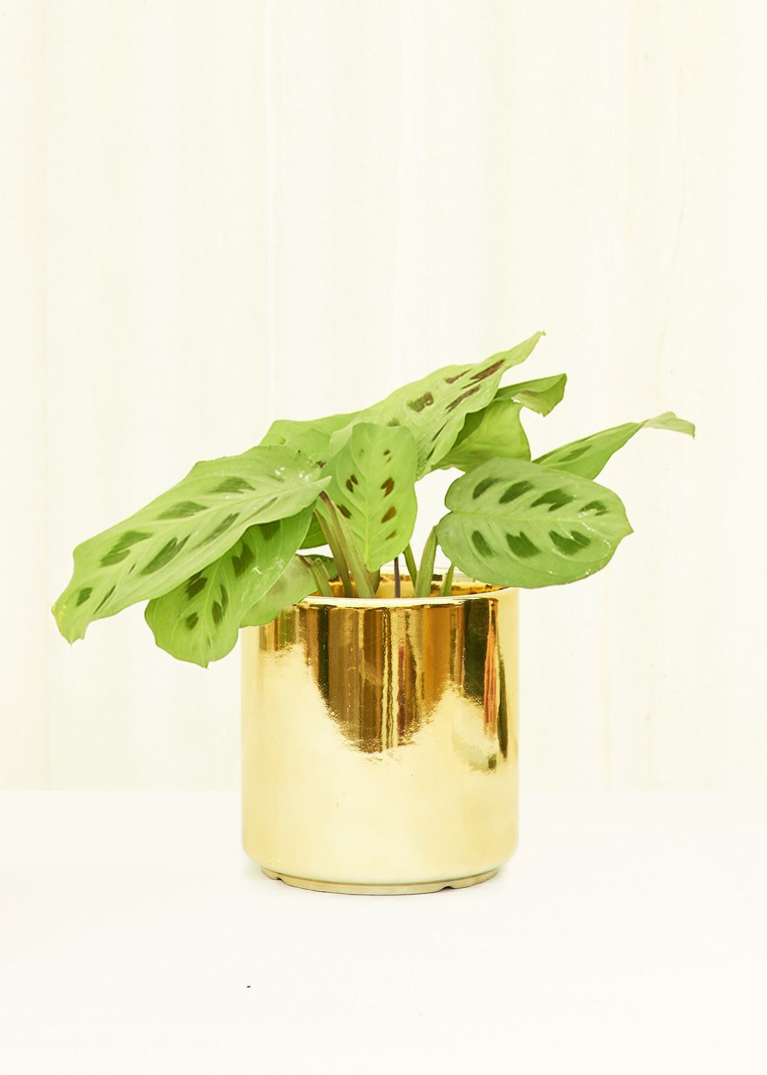 Classic Ceramic Planter Planter Peach & Pebble Gold XS 