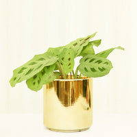 Classic Ceramic Planter Planter Peach & Pebble Gold XS 