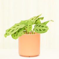 Classic Ceramic Planter Planter Peach & Pebble Peach XS 