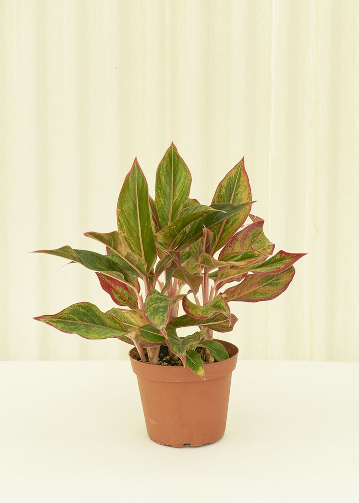 Medium Red Chinese Evergreen (Aglaonema creta)