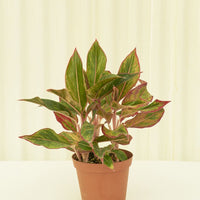 Medium Red Chinese Evergreen (Aglaonema creta)