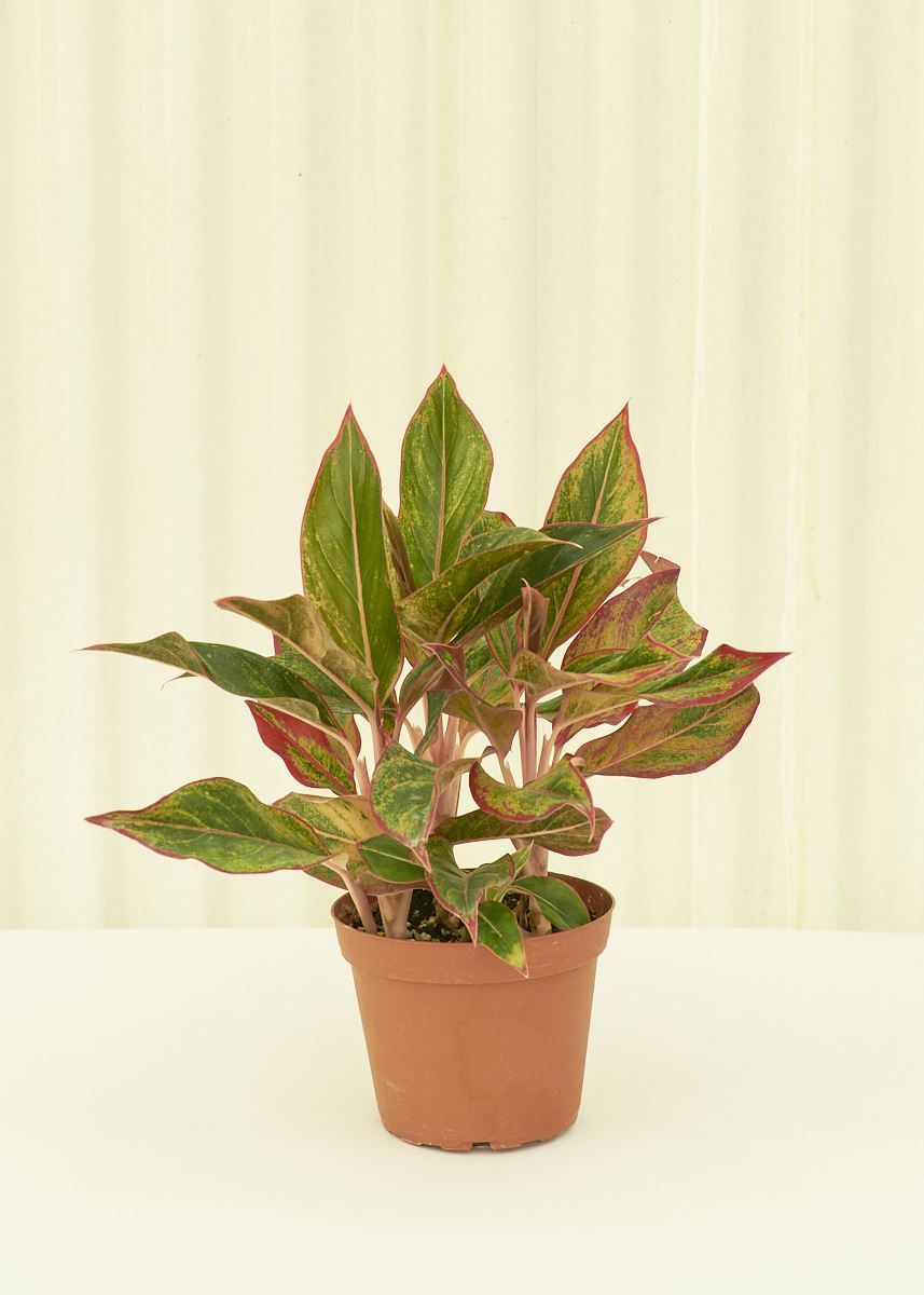 Medium Red Chinese Evergreen (Aglaonema creta)