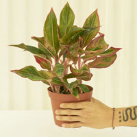 Medium Red Chinese Evergreen (Aglaonema creta)