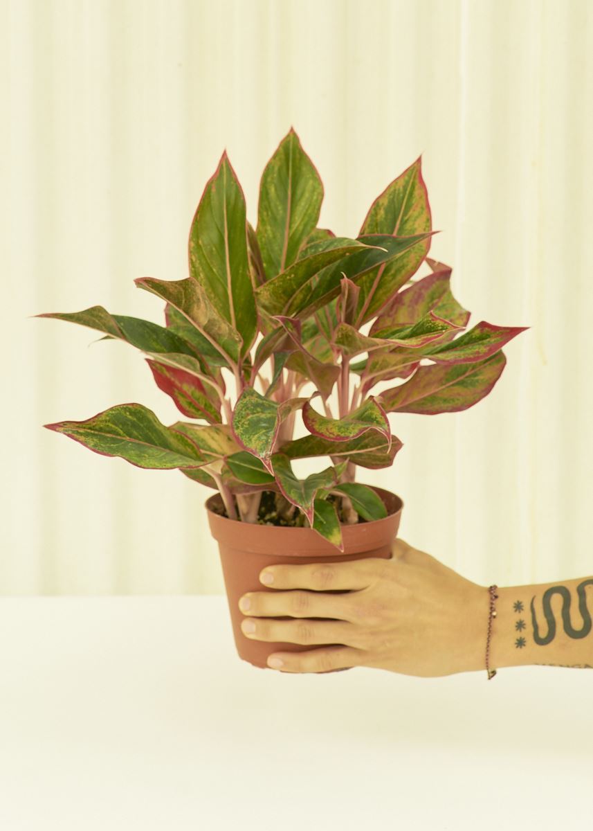 Medium Red Chinese Evergreen (Aglaonema creta)