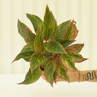 Medium Red Chinese Evergreen (Aglaonema creta)