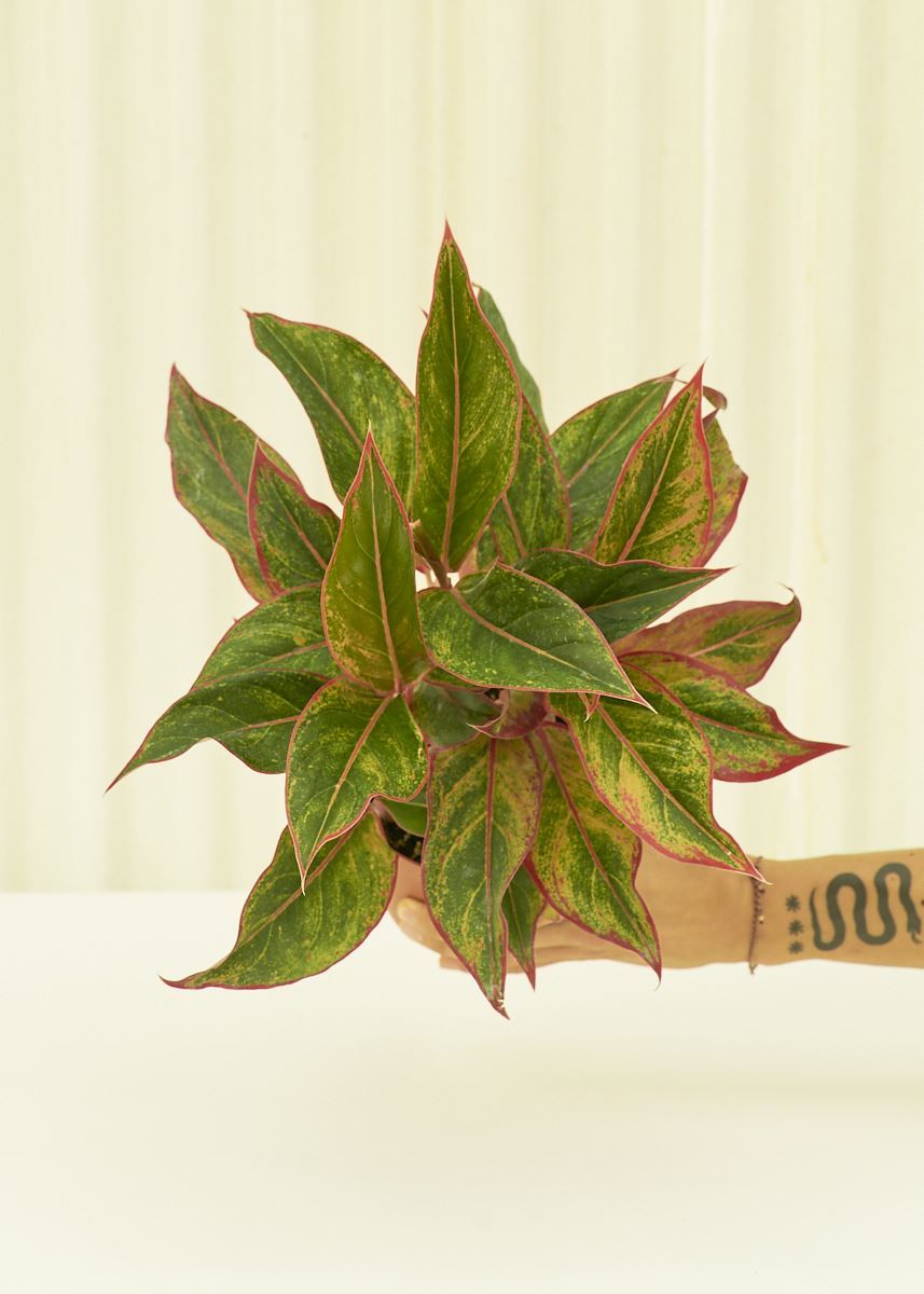 Medium Red Chinese Evergreen (Aglaonema creta)