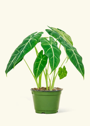 Medium alocasia frydek in a grow pot.