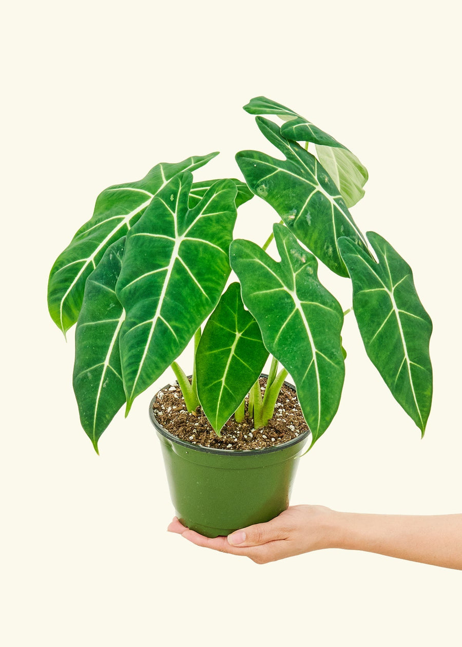 Medium alocasia frydek in a grow pot.