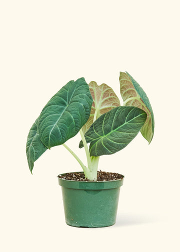 6" Alocasia maharani in a grow pot.