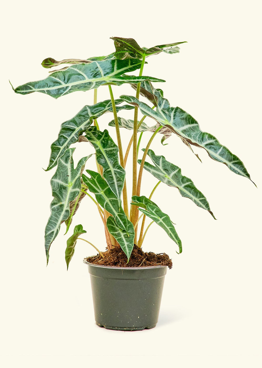 Medium alocasia polly in a grow pot.