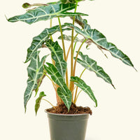 Medium alocasia polly in a grow pot.