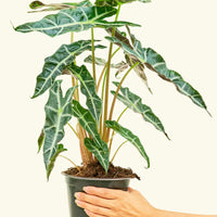 Medium alocasia polly in a grow pot.