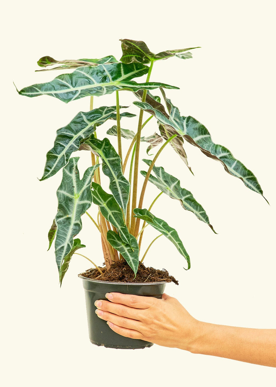 Medium alocasia polly in a grow pot.