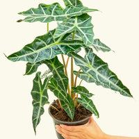 Medium alocasia polly in a grow pot.