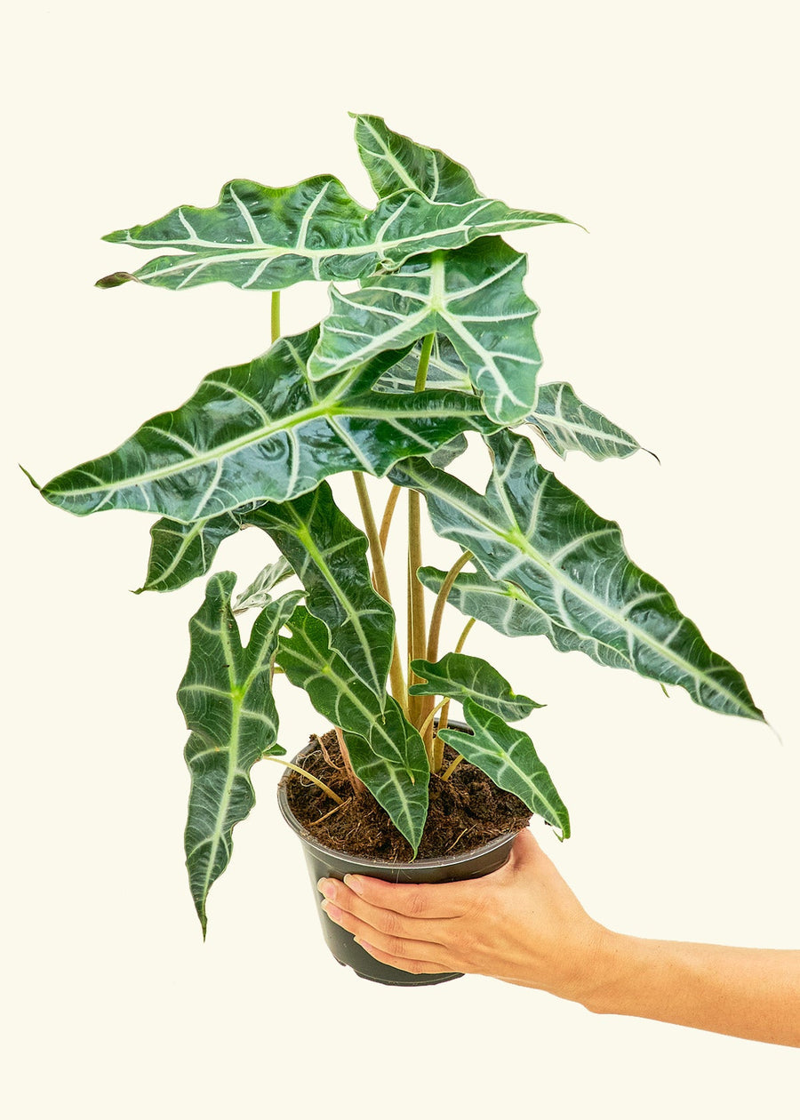 Medium alocasia polly in a grow pot.