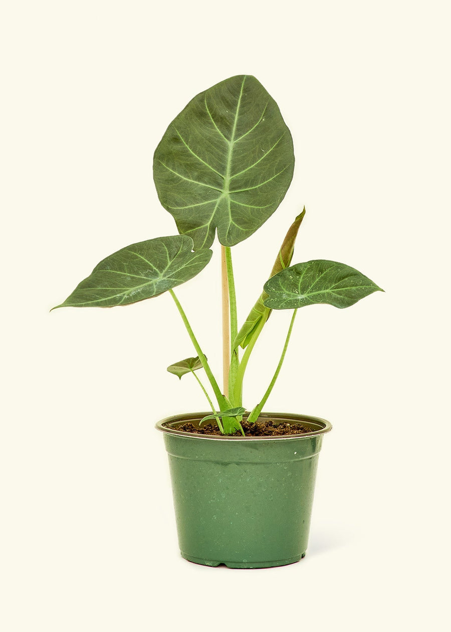 Medium alocasia regalshield in a grow pot.