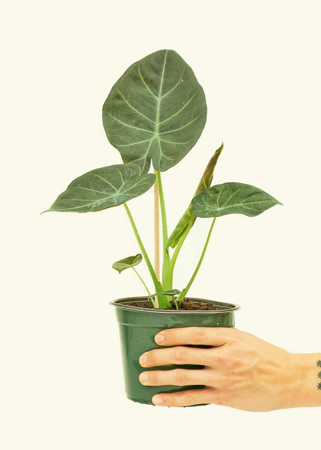 Medium alocasia regalshield in a grow pot.