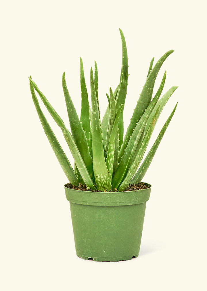 Medium aloe vera in a grow pot.