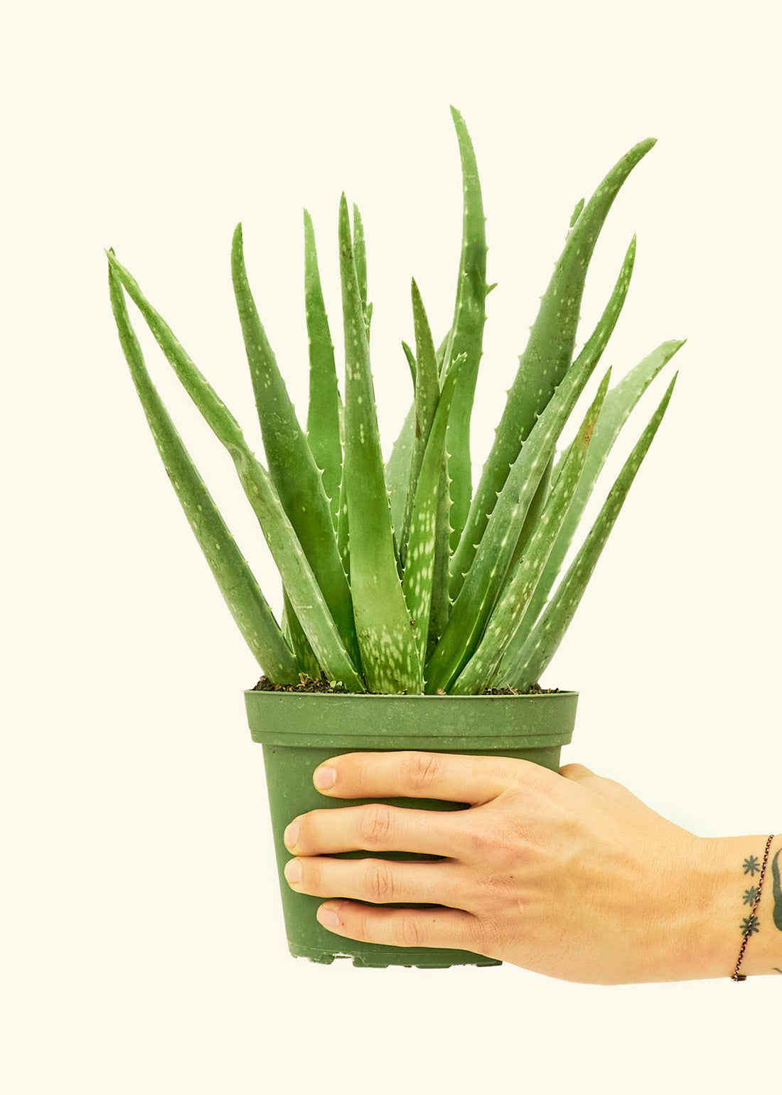 Medium aloe vera in a grow pot.