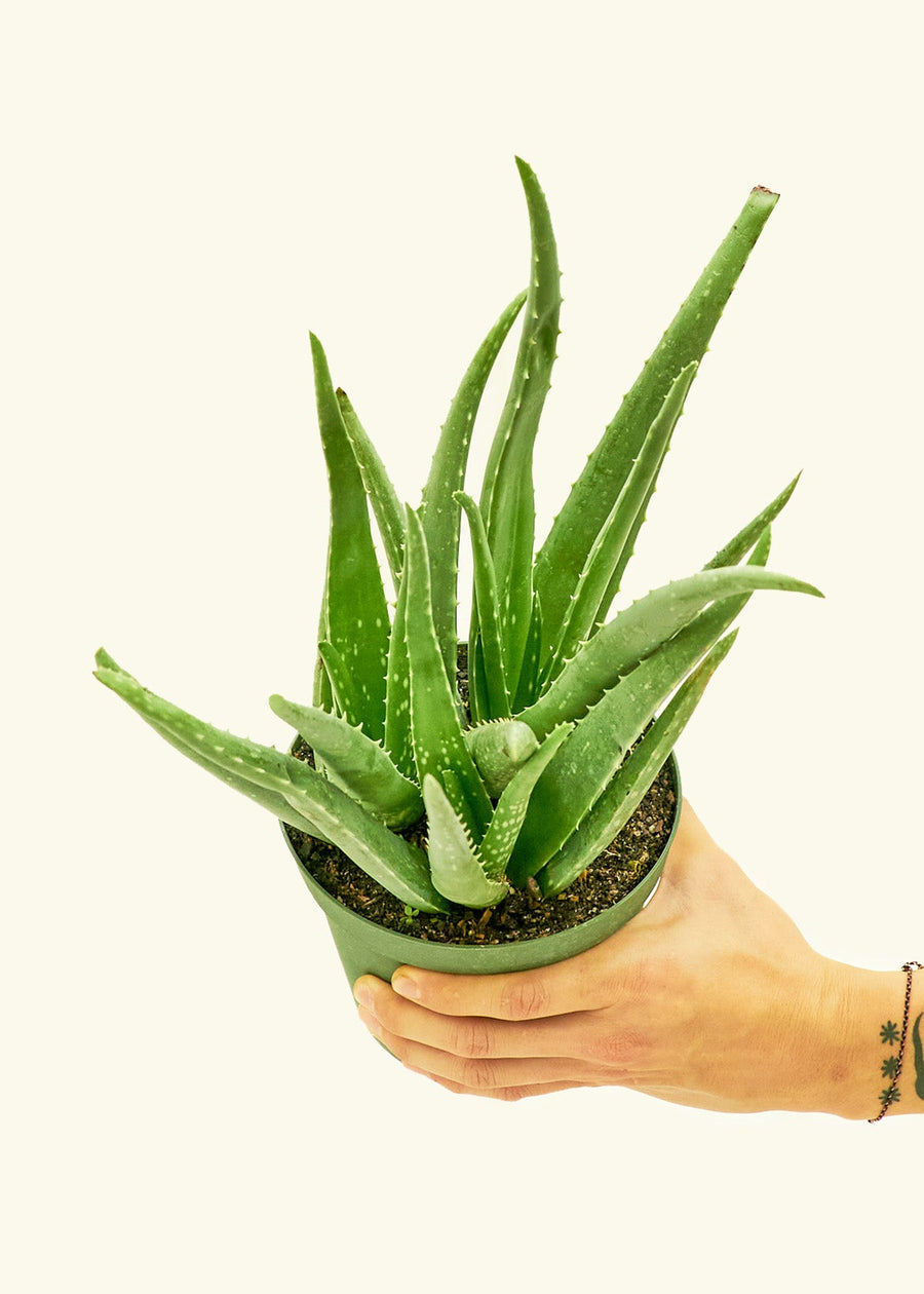 Medium aloe vera in a grow pot.