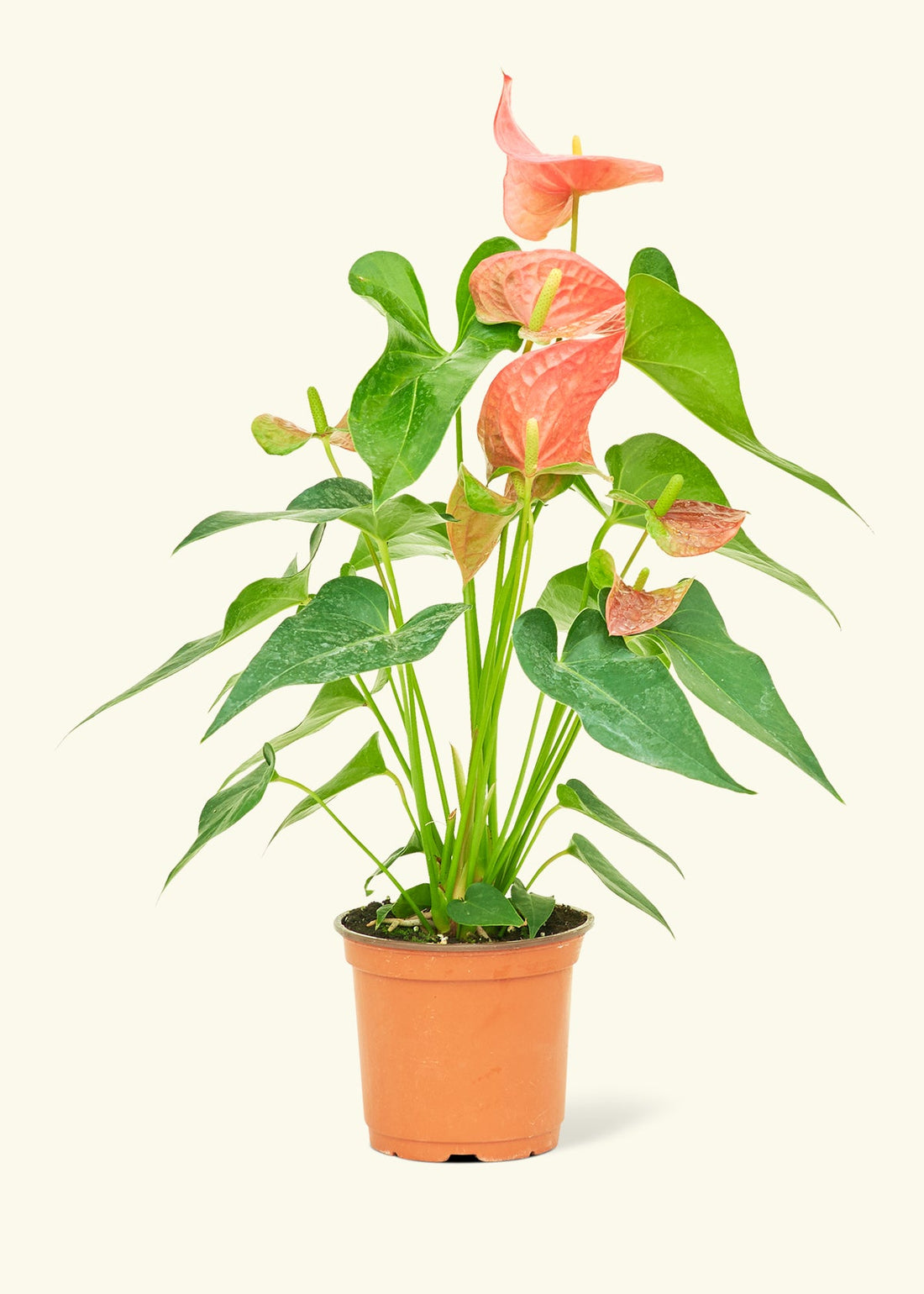 Medium Anthurium &