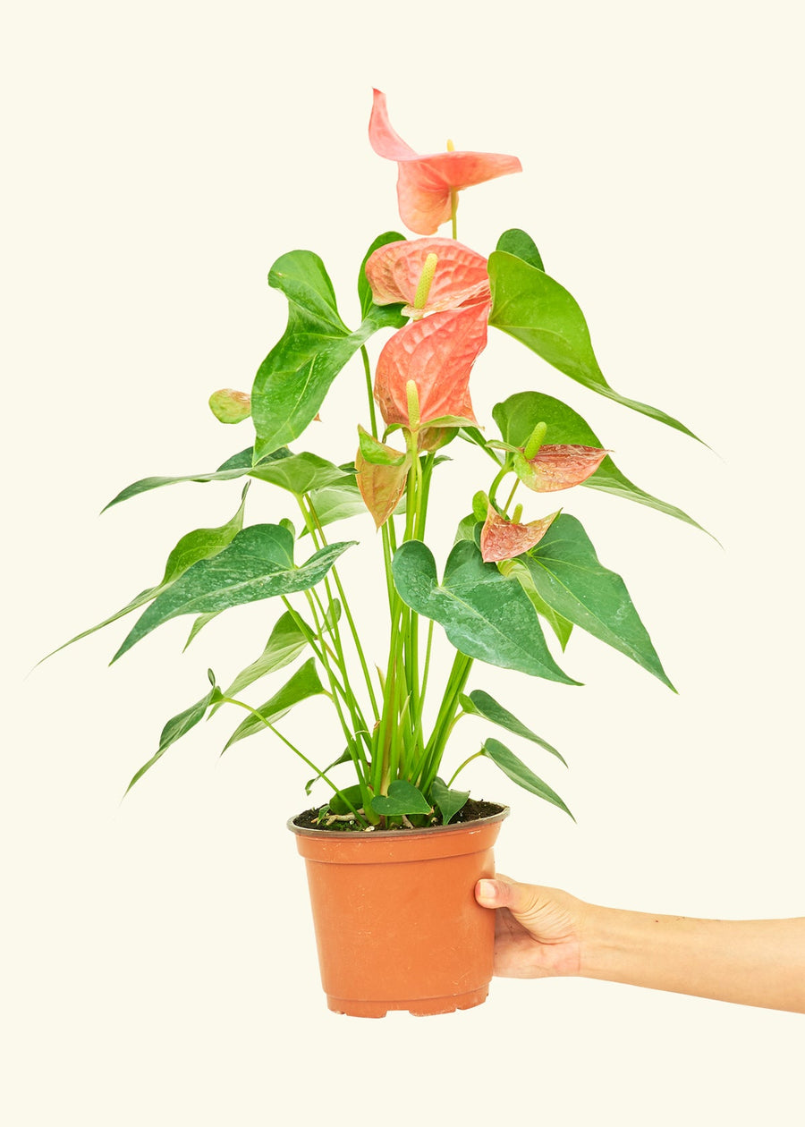 Medium Anthurium 'Pink Flamingo' in a grow pot.